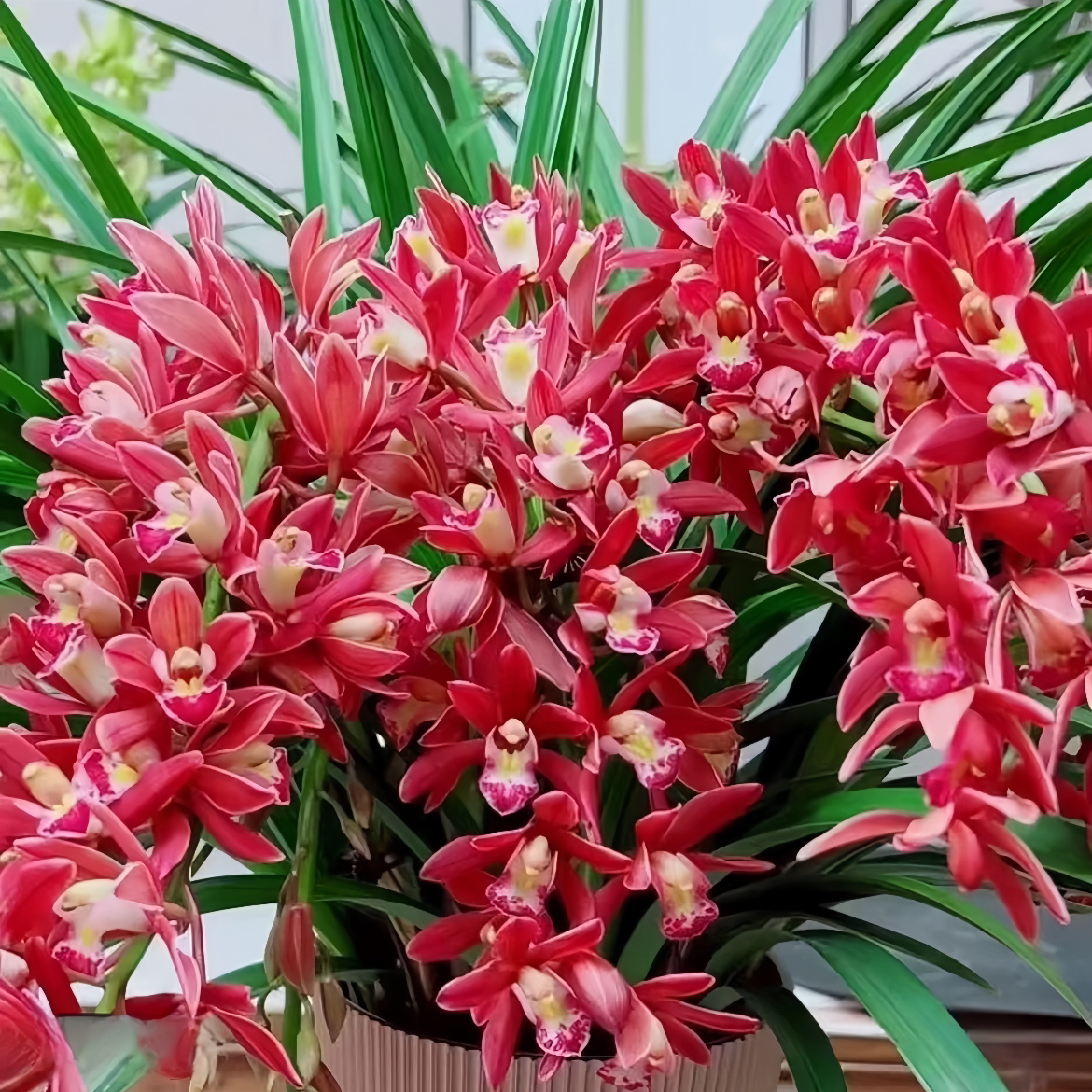 5～8花起浓香兰花（红双喜）浓香好养