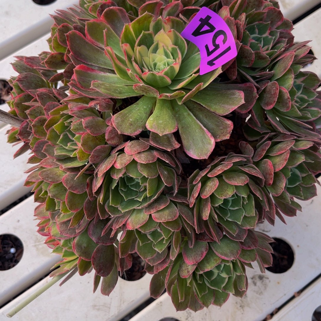 海燕法师7//////-5包邮