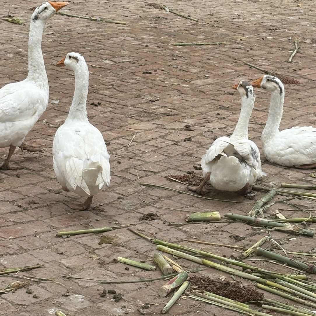 东北农村散养大鹅