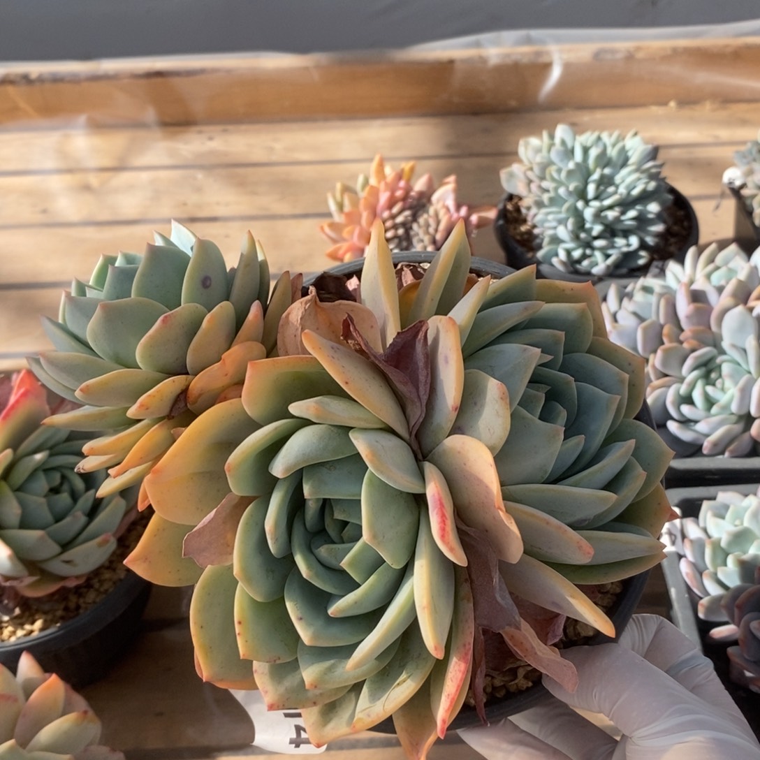 4414凤橙多头一物一拍