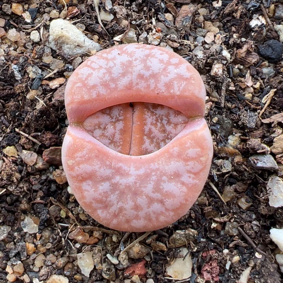 1.12好看的多肉636