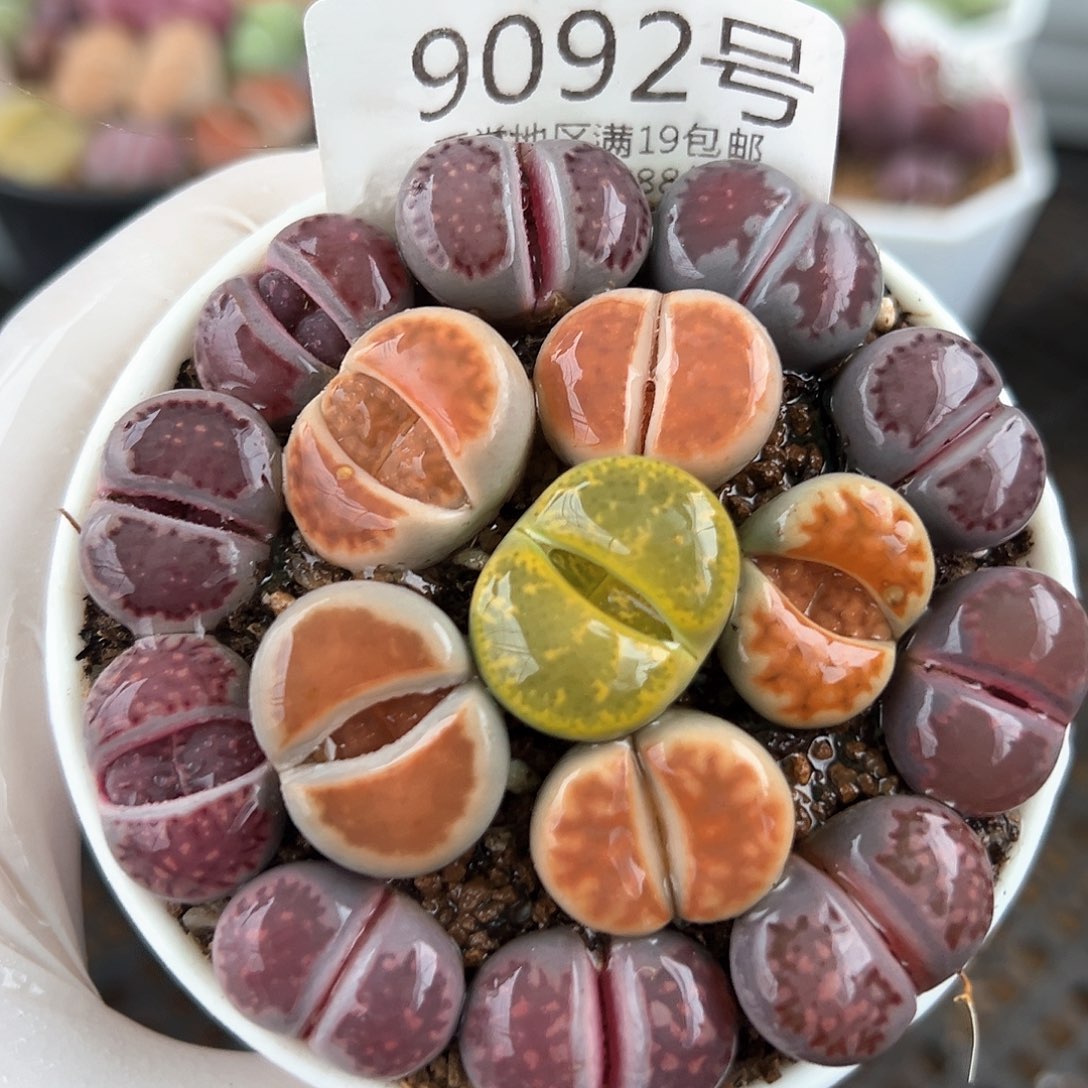 好养易活生石花大母本9092