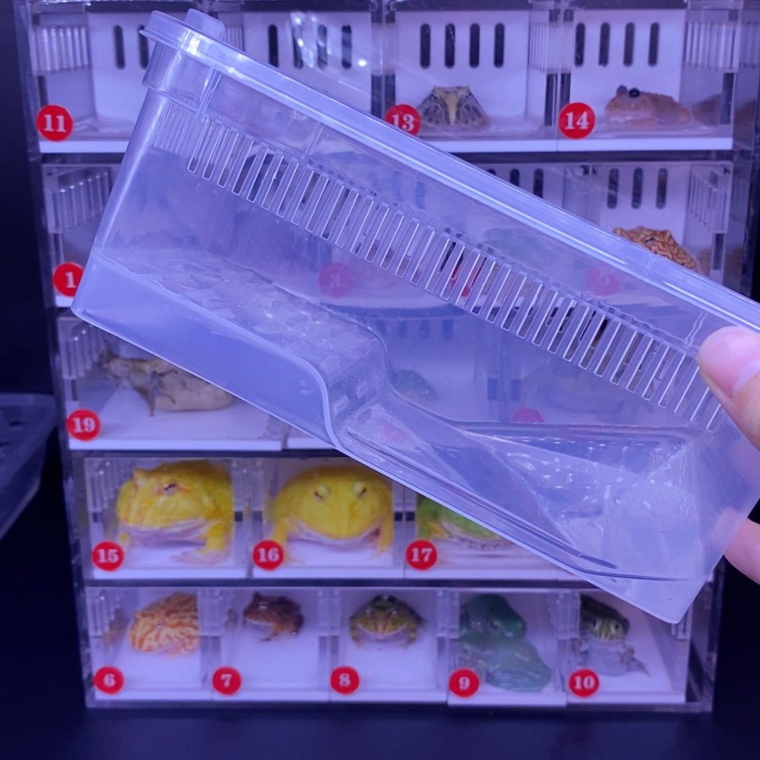 阿***为角蛙角蛙盒子随蛙拍闪购专享链接单拍不发