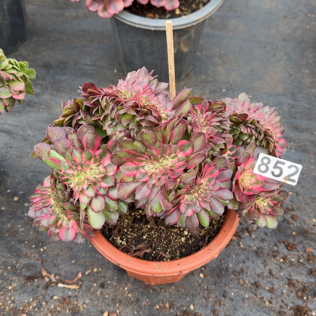 852多肉植物荔枝缀