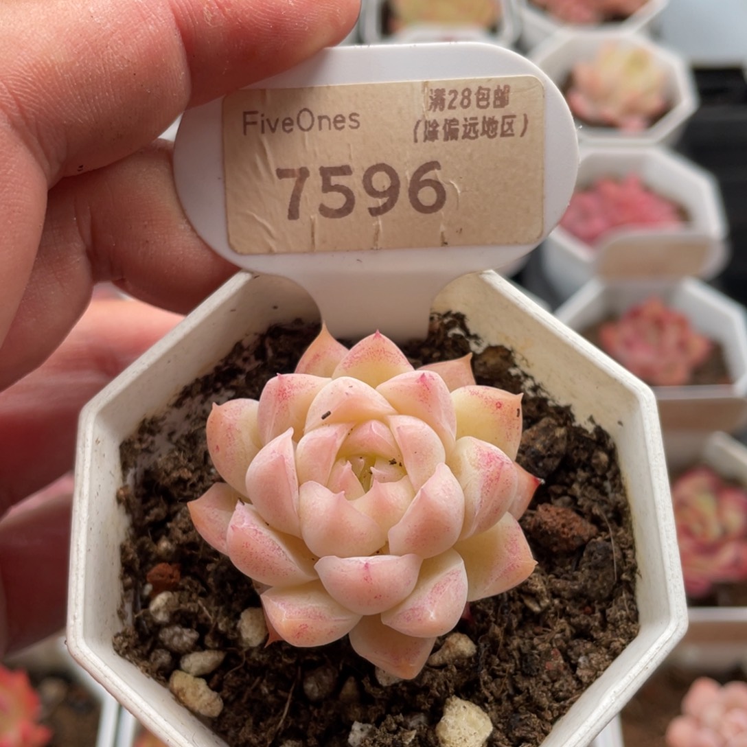 桃熏女王7596-4厘米