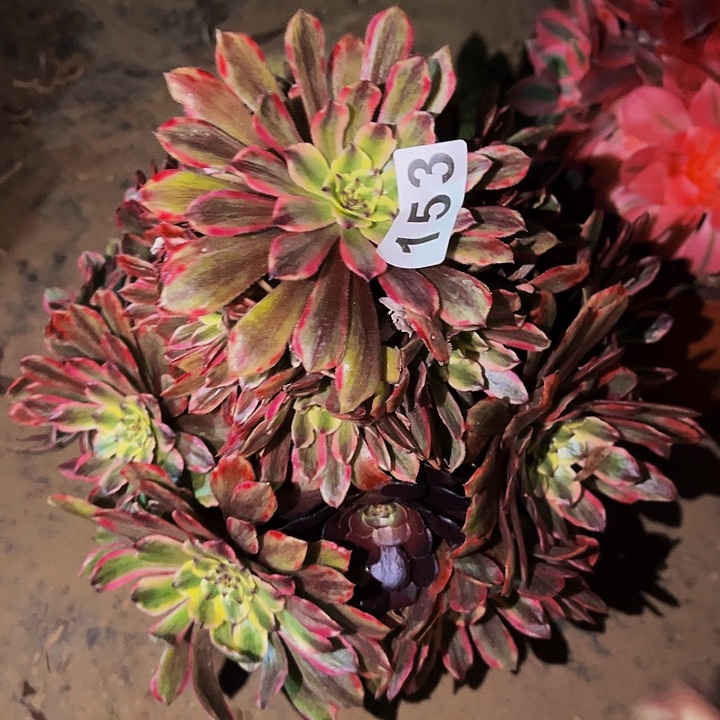 153糖果粉黛多肉植物处理不售后