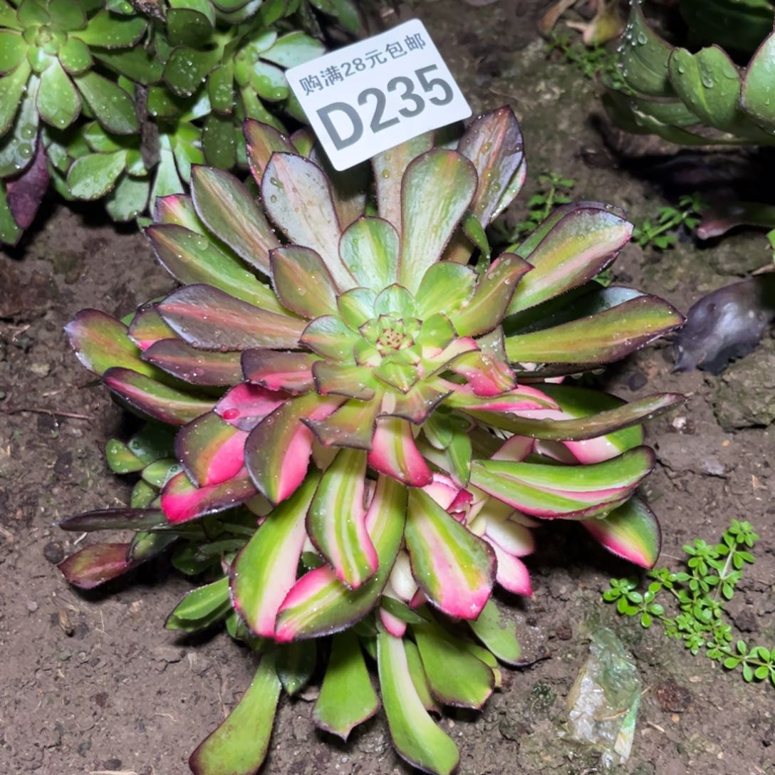 235多肉植物铜壶七彩