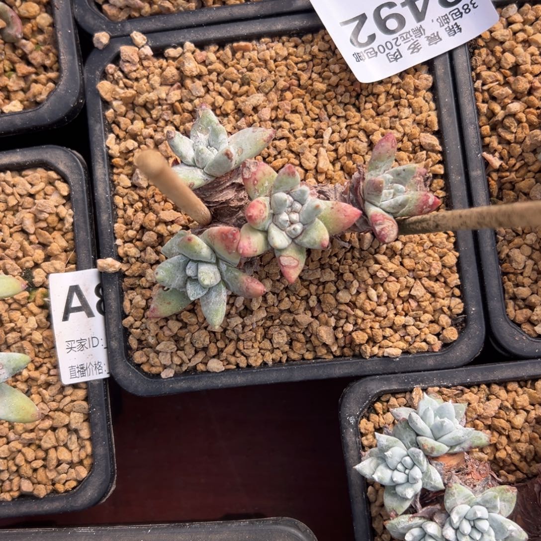 瑞吉娜～一物一拍2553