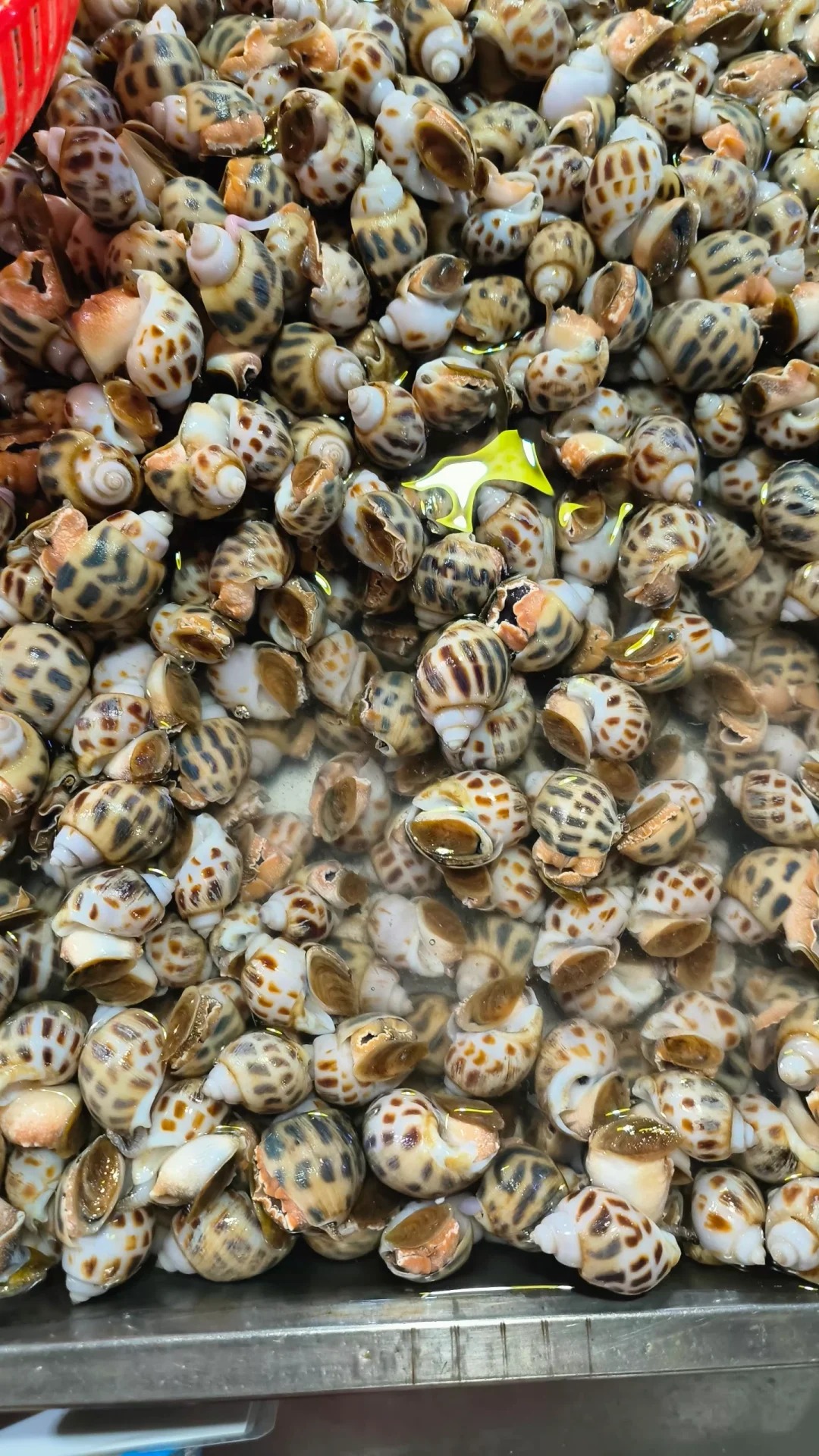 鲜活大花螺500克 同城速达