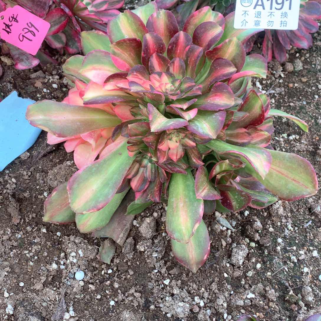 诺****e多肉植物韶秀七彩191