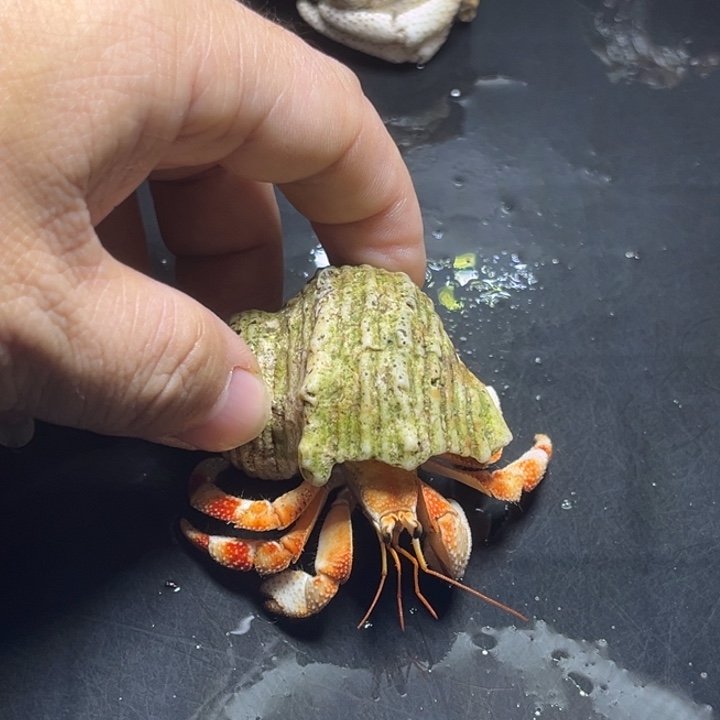 闪1号毛球2.0口径