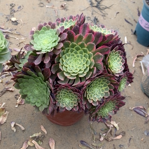 朝霞多肉植物085