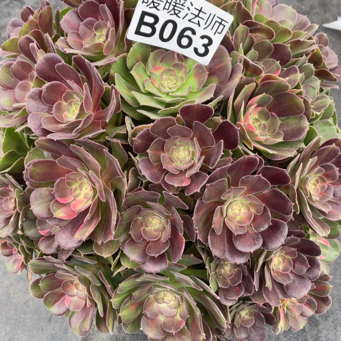 紫砂茶杯063个哥哥哥哥哈哈哈