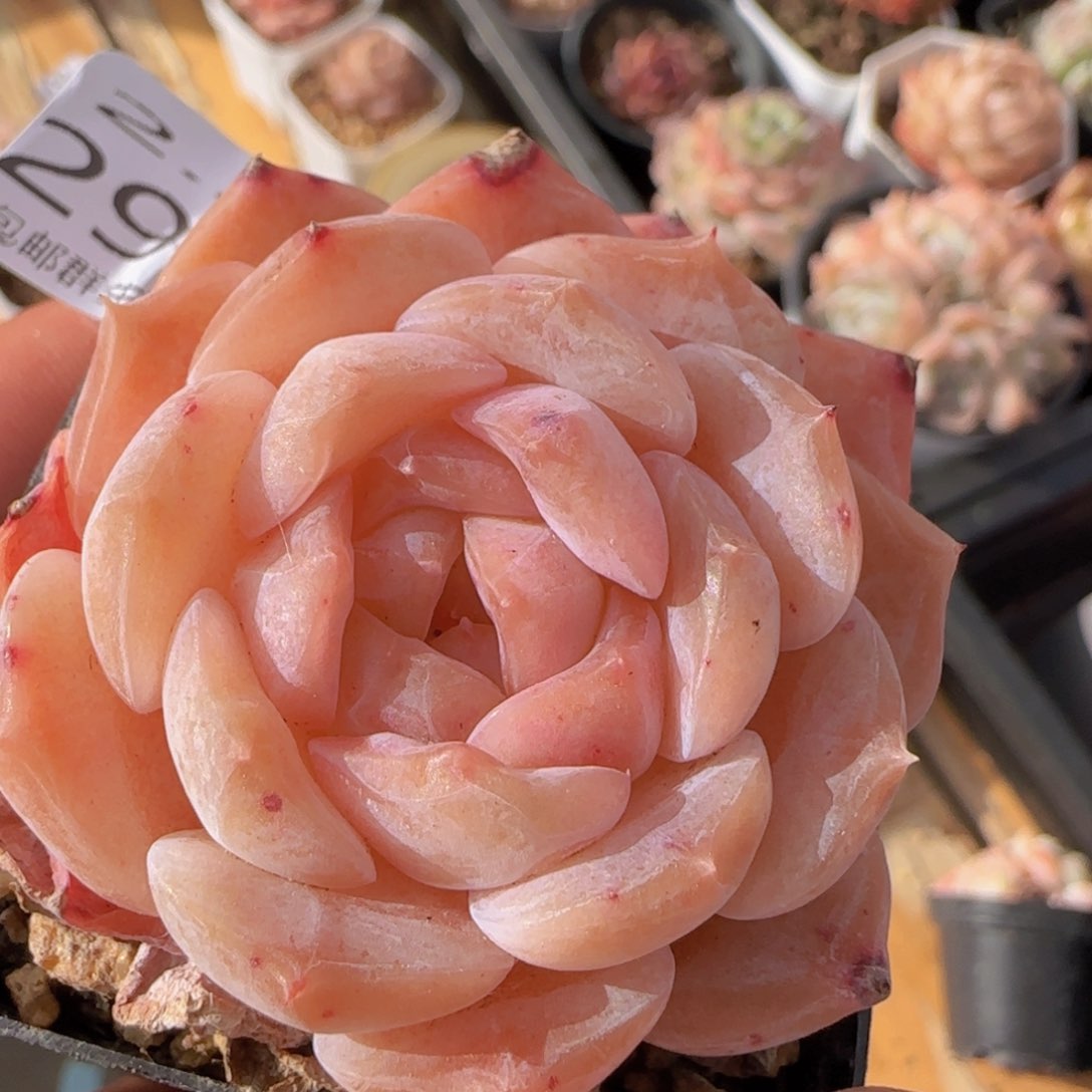 草莓冰魄单头一颗脱土