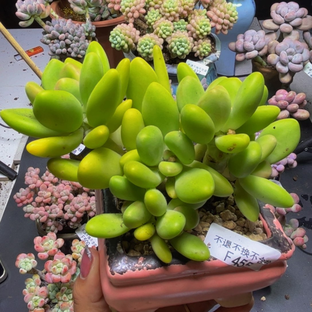 芒果奶酪455/12cm多肉
