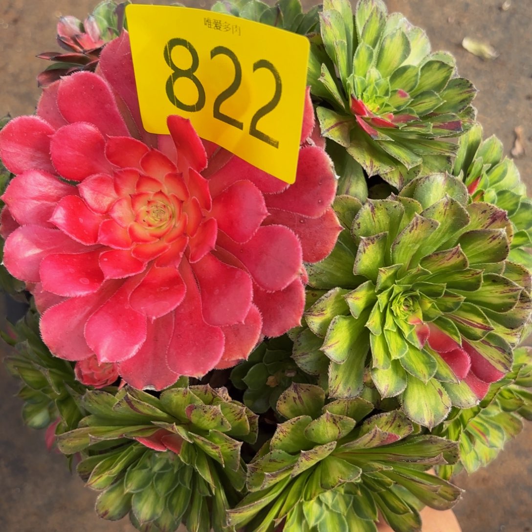 哈哈多肉葡萄福利822