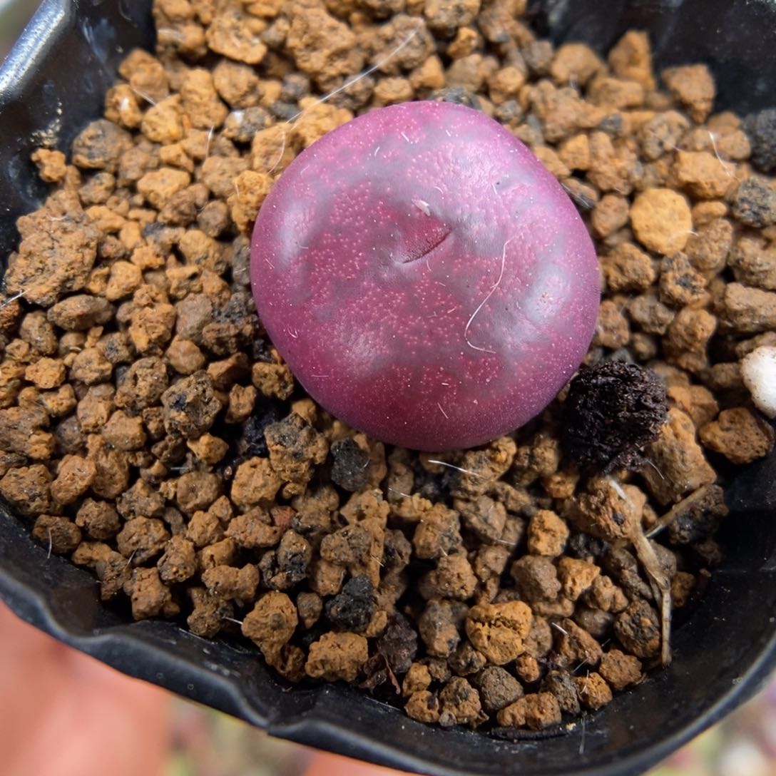 多肉植物 K-588 毛杂墨