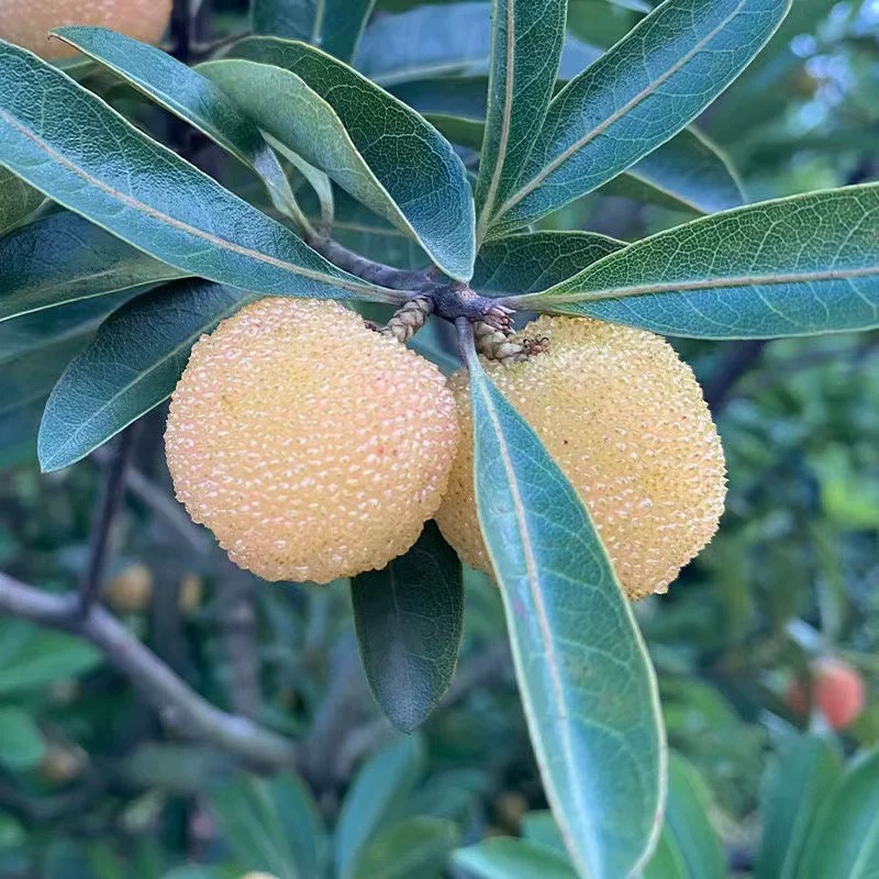 福建正宗野生白杨梅现货现发酸白杨梅泡酒专用酸水晶杨梅泡酒