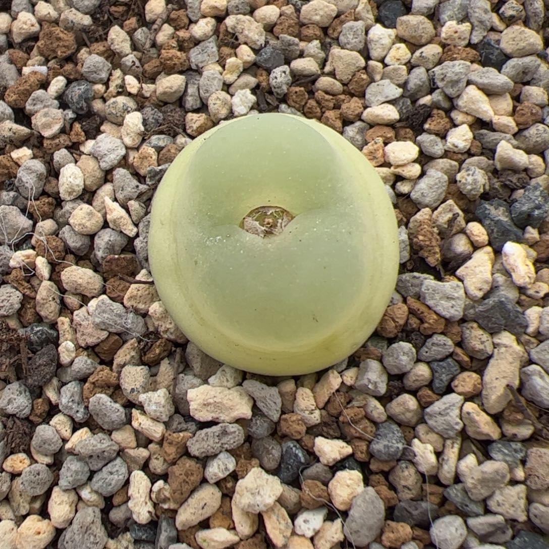 0277号EF534大王拉登 多肉植物