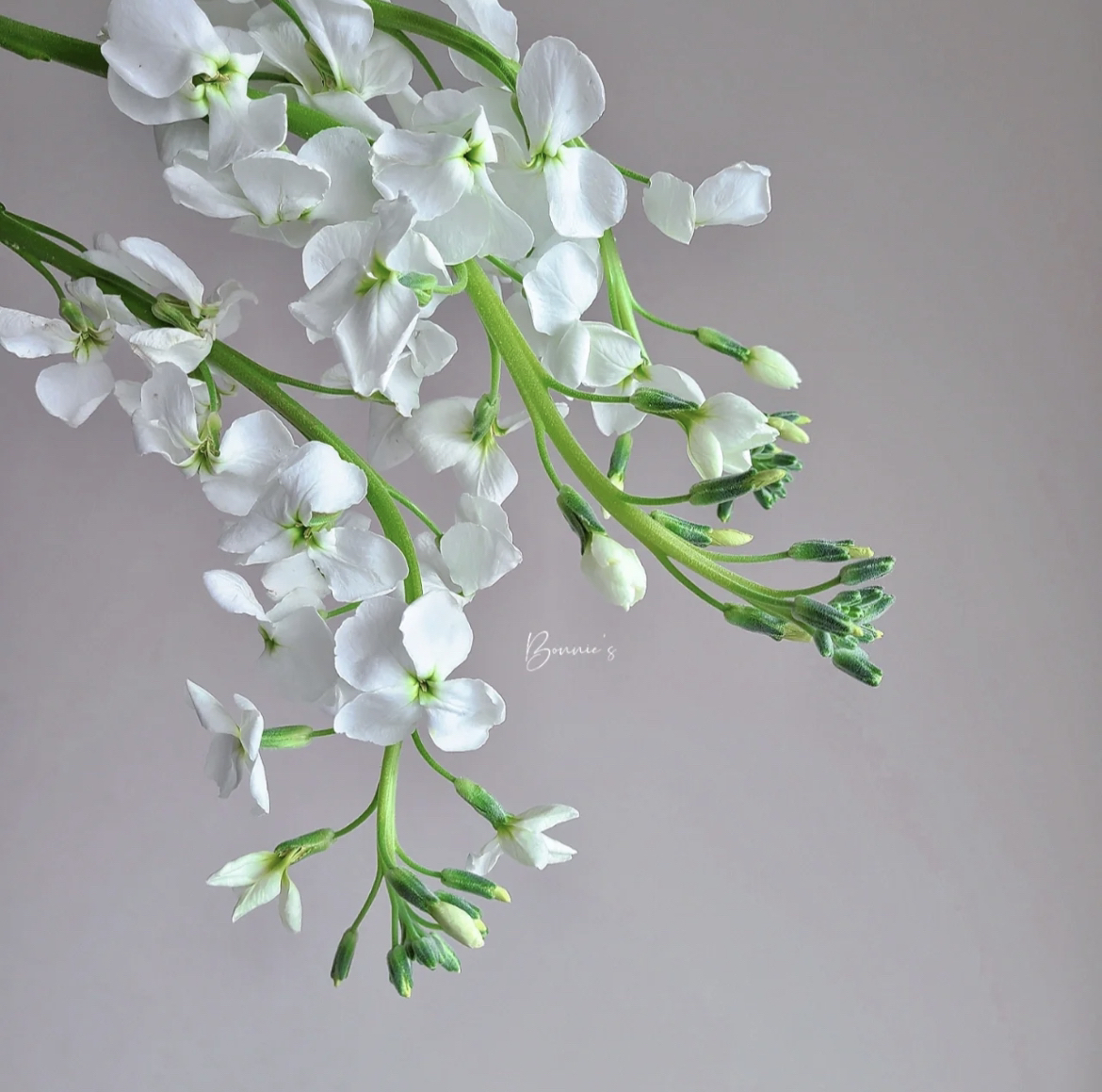 （蔓蔓）白色单瓣紫罗兰 1扎20% 防损 1单包邮