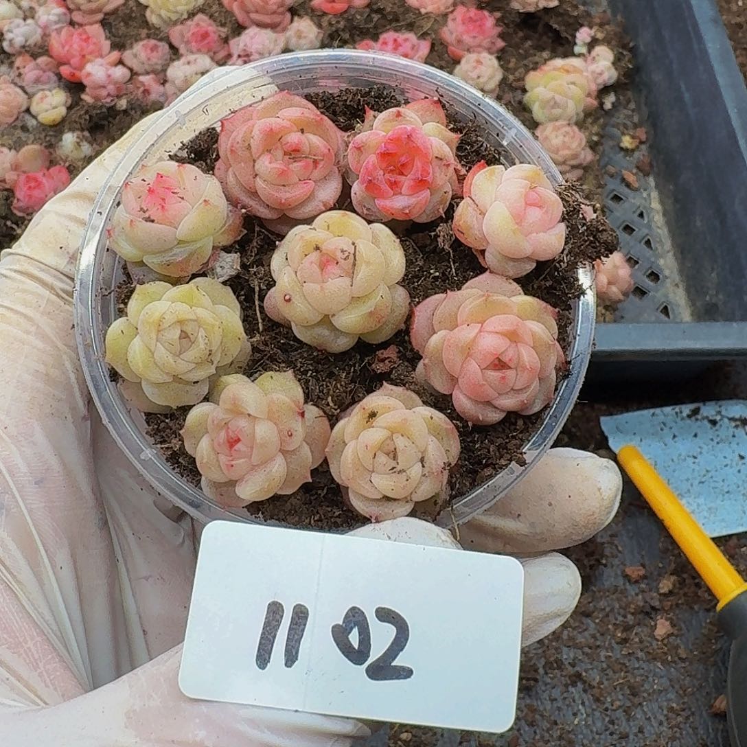 小*?多肉植物多肉植物1102