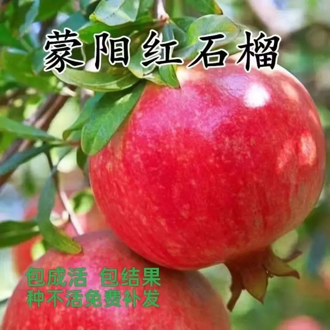 正宗蒙阳红大果石榴南北方皆可种植