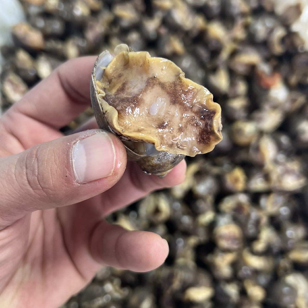 大连本地假鲍鱼，大小混装嫌小勿拍4斤顺丰包邮