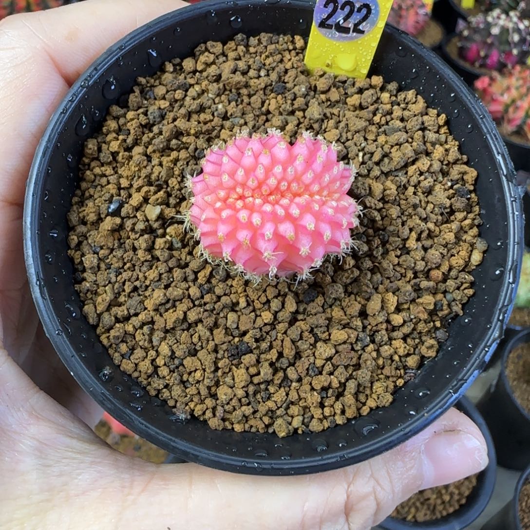 N****米哈缀化，福利价哦