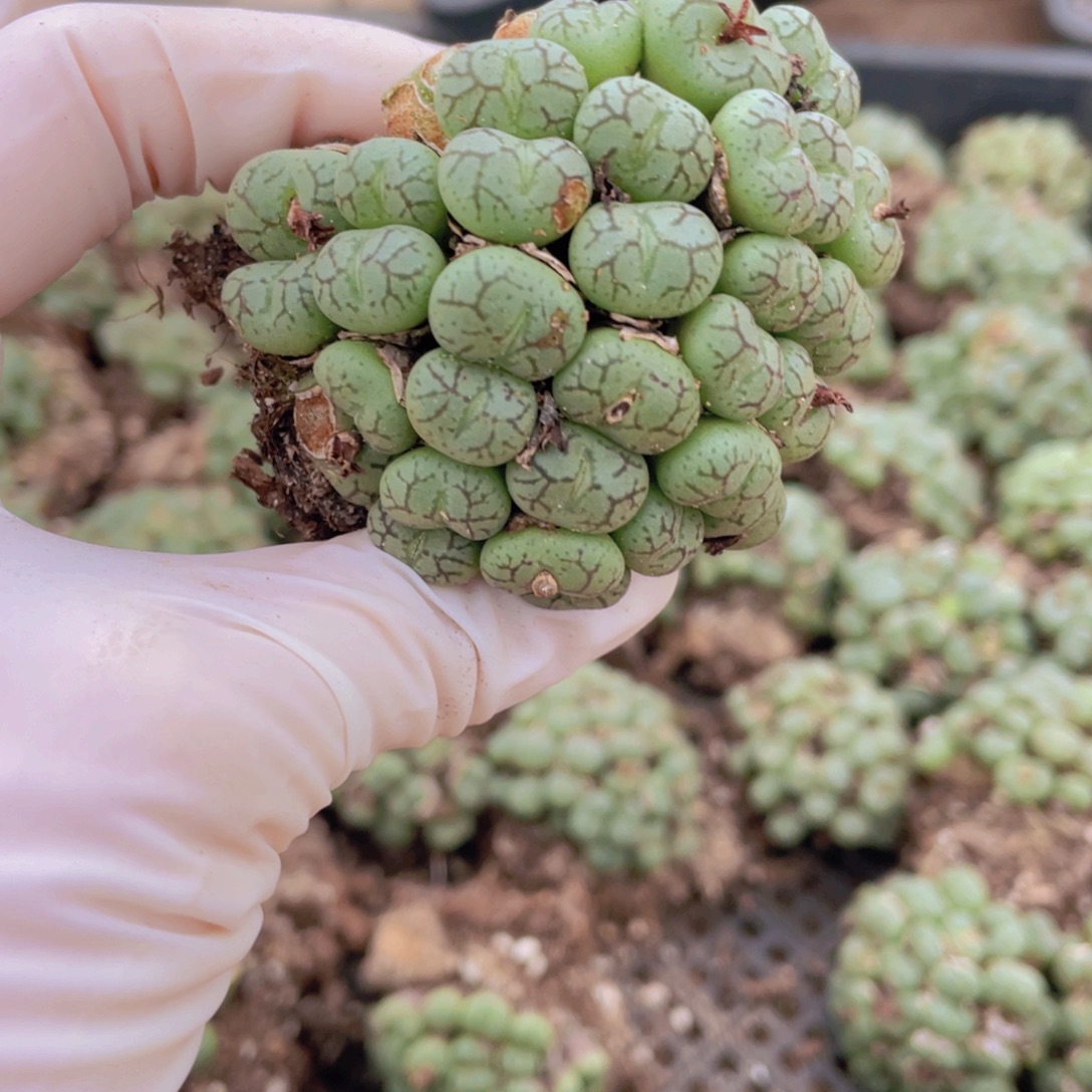 一颗猴脸888888888