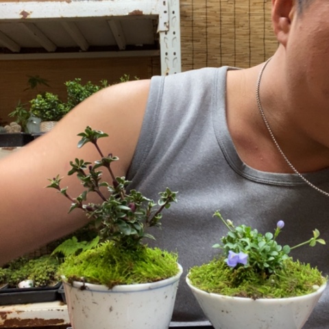 红陶一物一拍所见即所得59