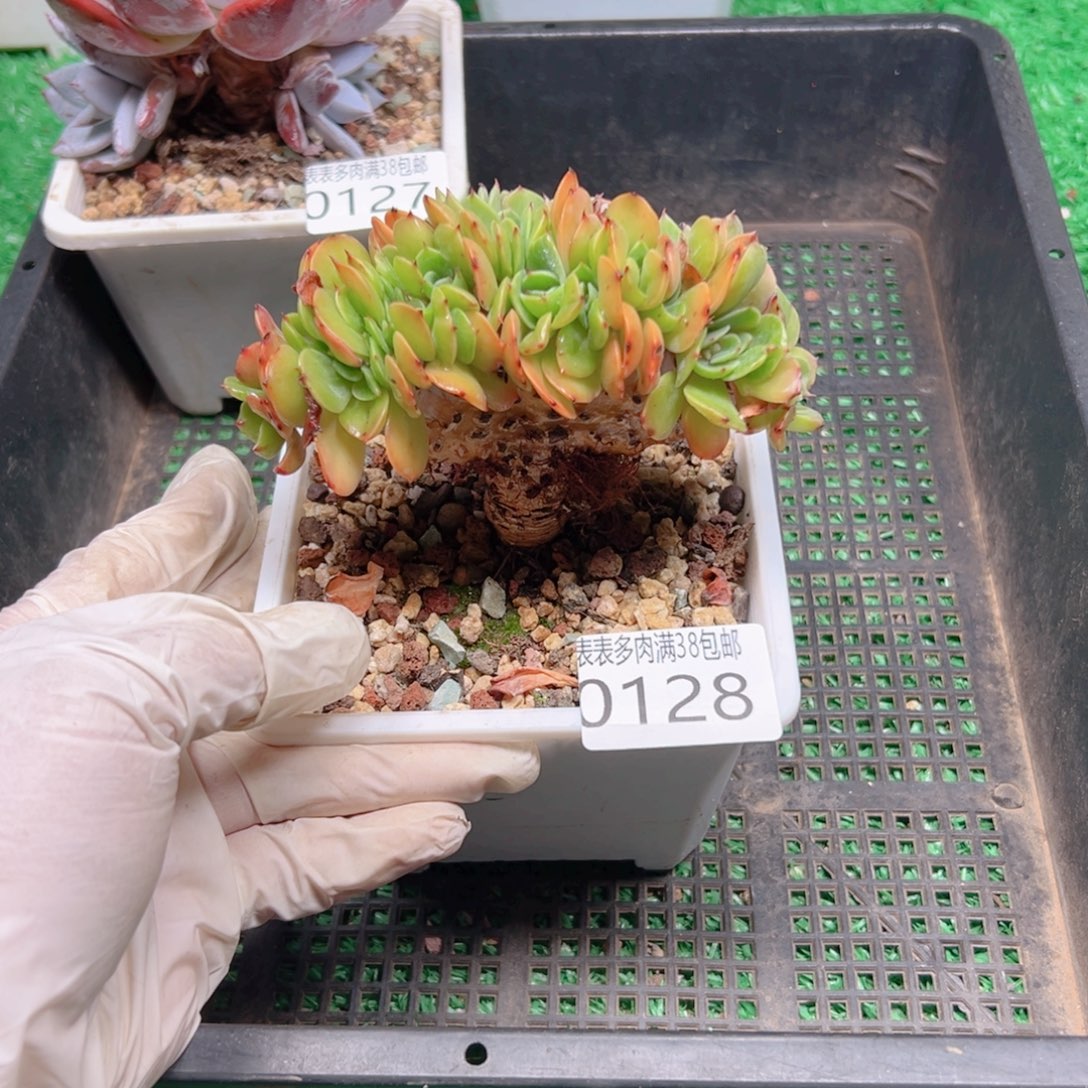 多肉一物一拍植物0128