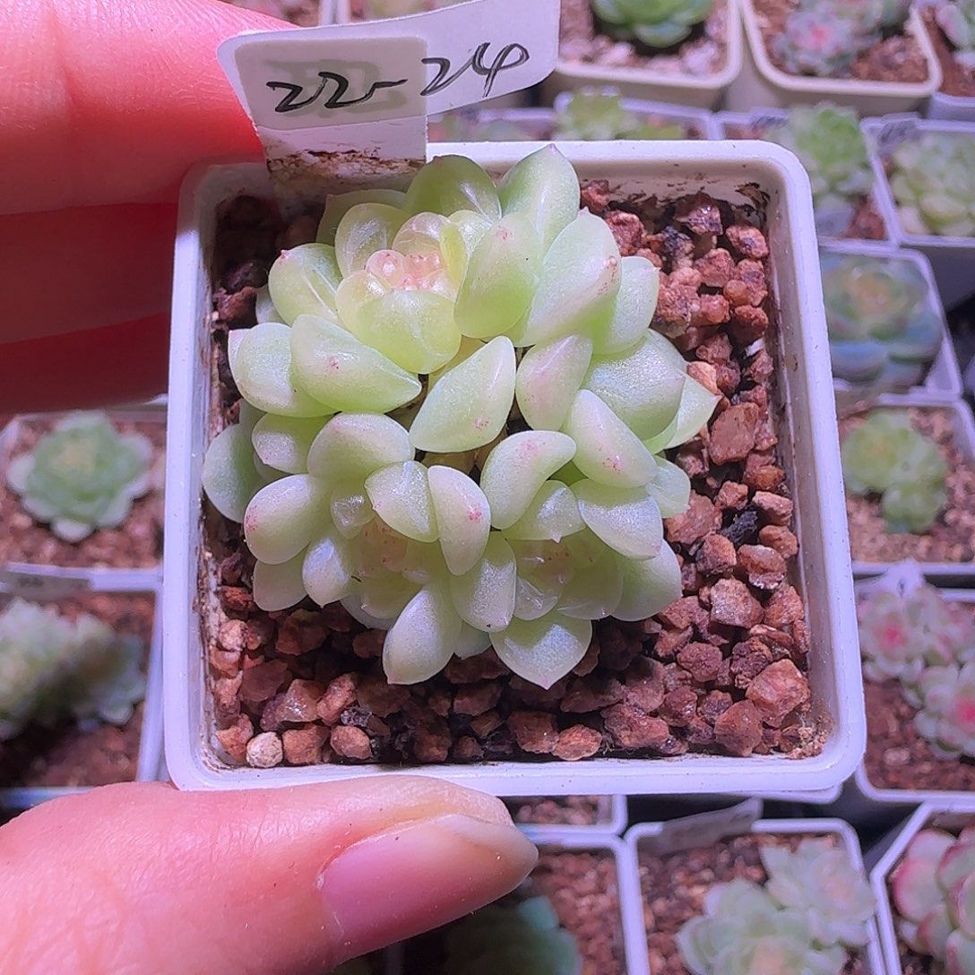 22-24福利现金财富密码五头手捧