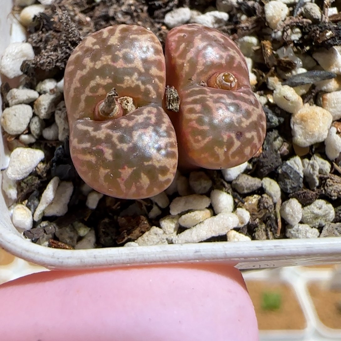 肉锥多肉植物组合-勋章1103