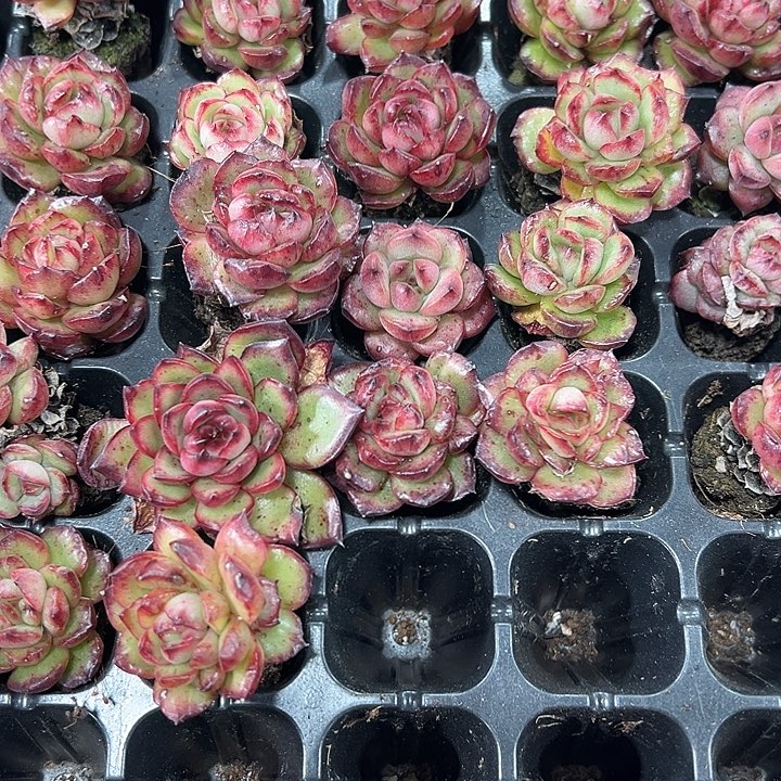 安娜石化 满10颗包邮