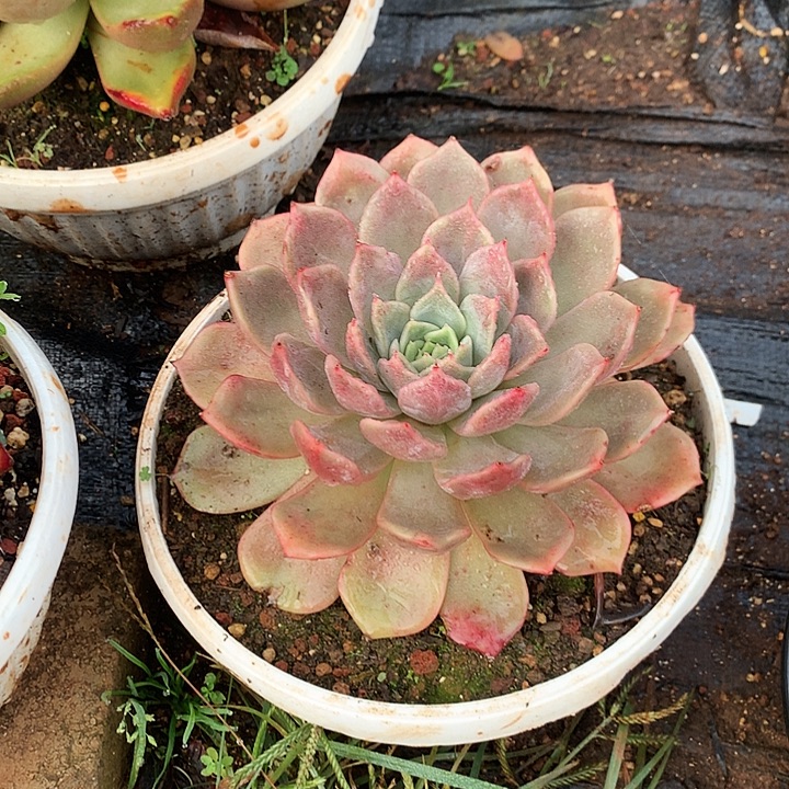 美肉特价活动开始啦