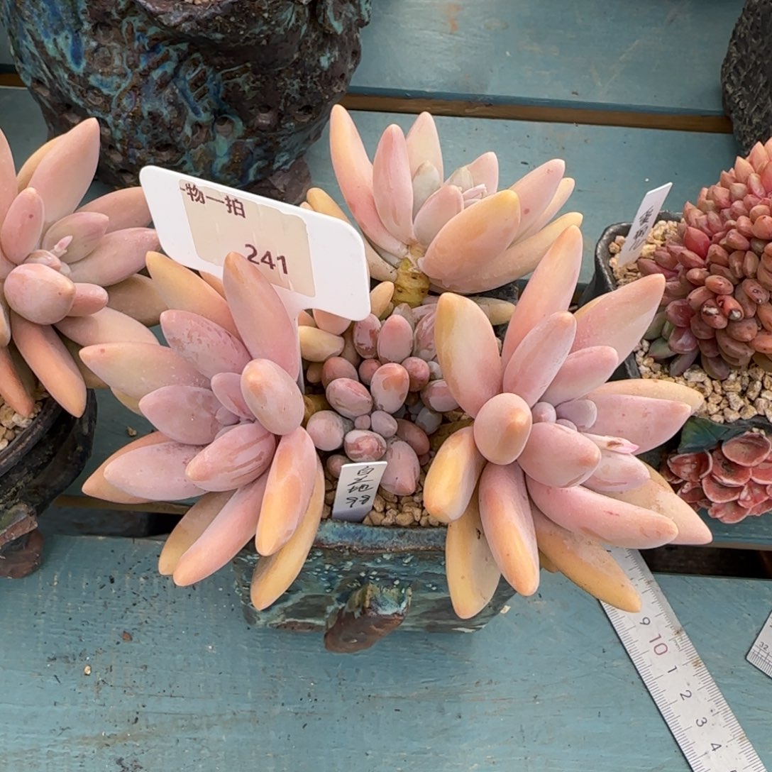 畅***宝解忧一物一拍241号