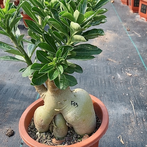 【闪购商品】无花朵小*子