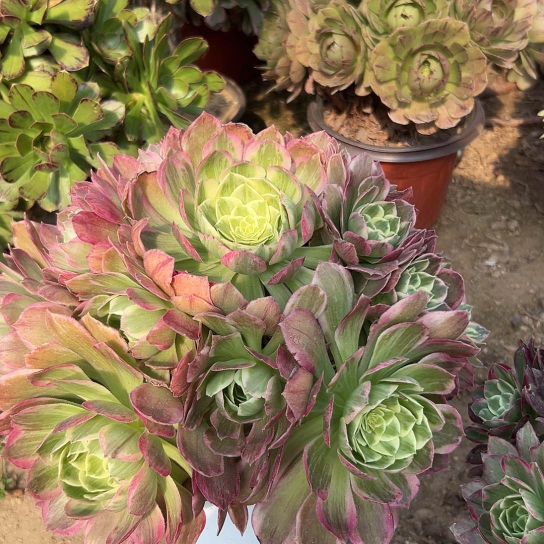 多肉植物莲花老庄