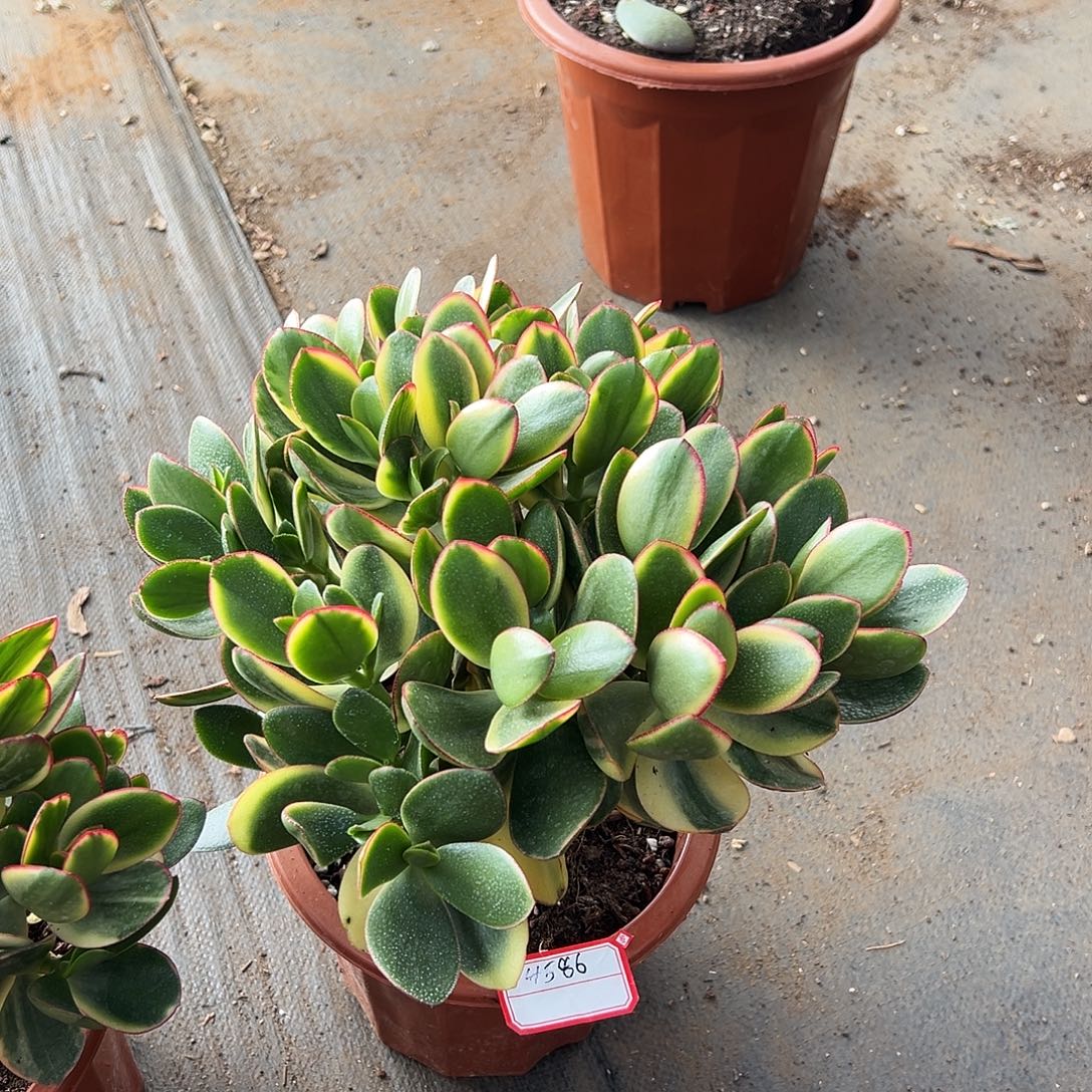 稀有落日之艳带土球4586