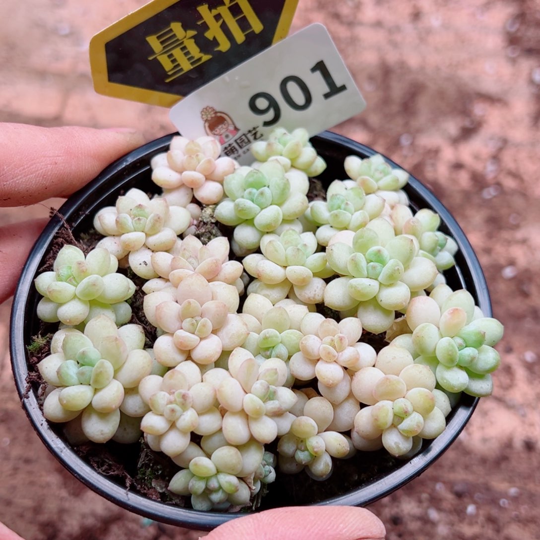 多肉植物多肉植物