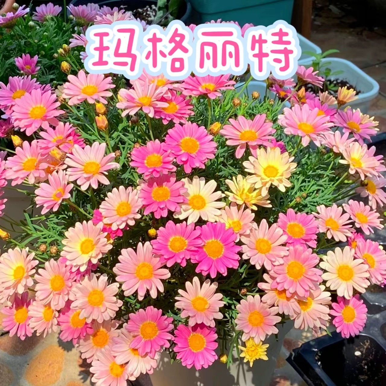 【玛格丽特150盆】花卉盆栽（好看好养耐寒，花期长，）