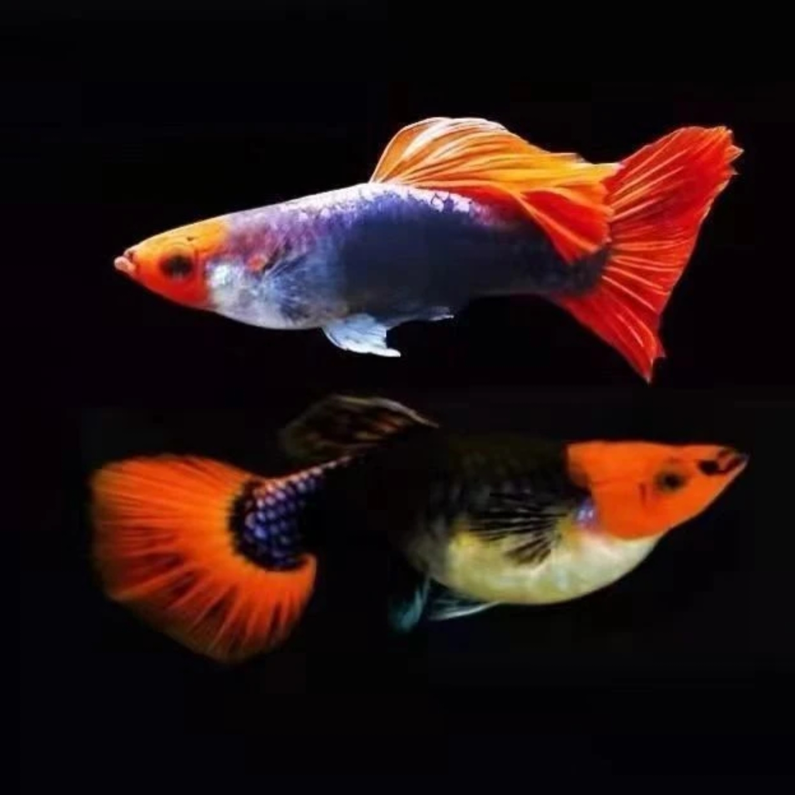 纯种深海蓝贵族红头红尾精品孔雀鱼 (入缸后不包损)