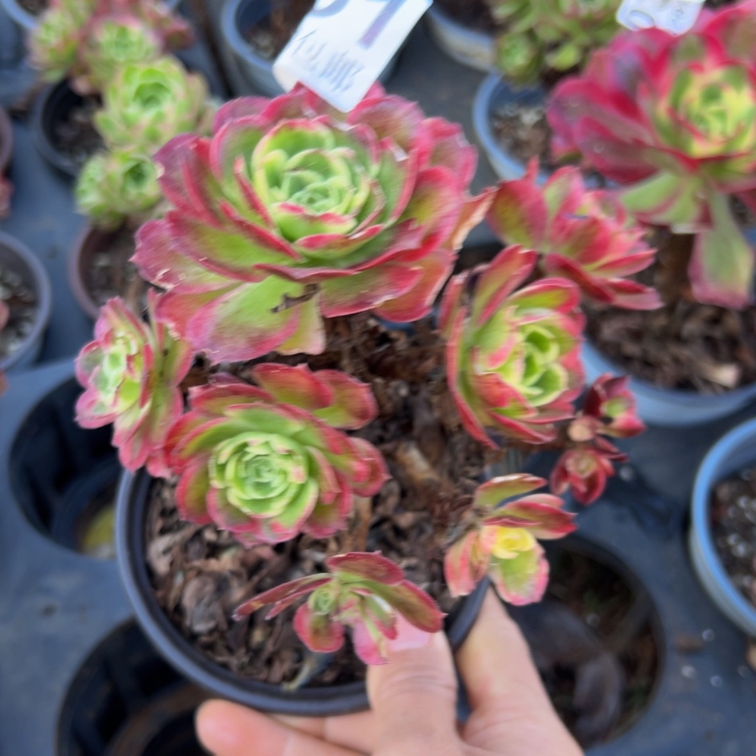 多肉植物751无售后