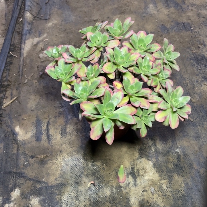 61星灿多肉植物多肉多肉多肉