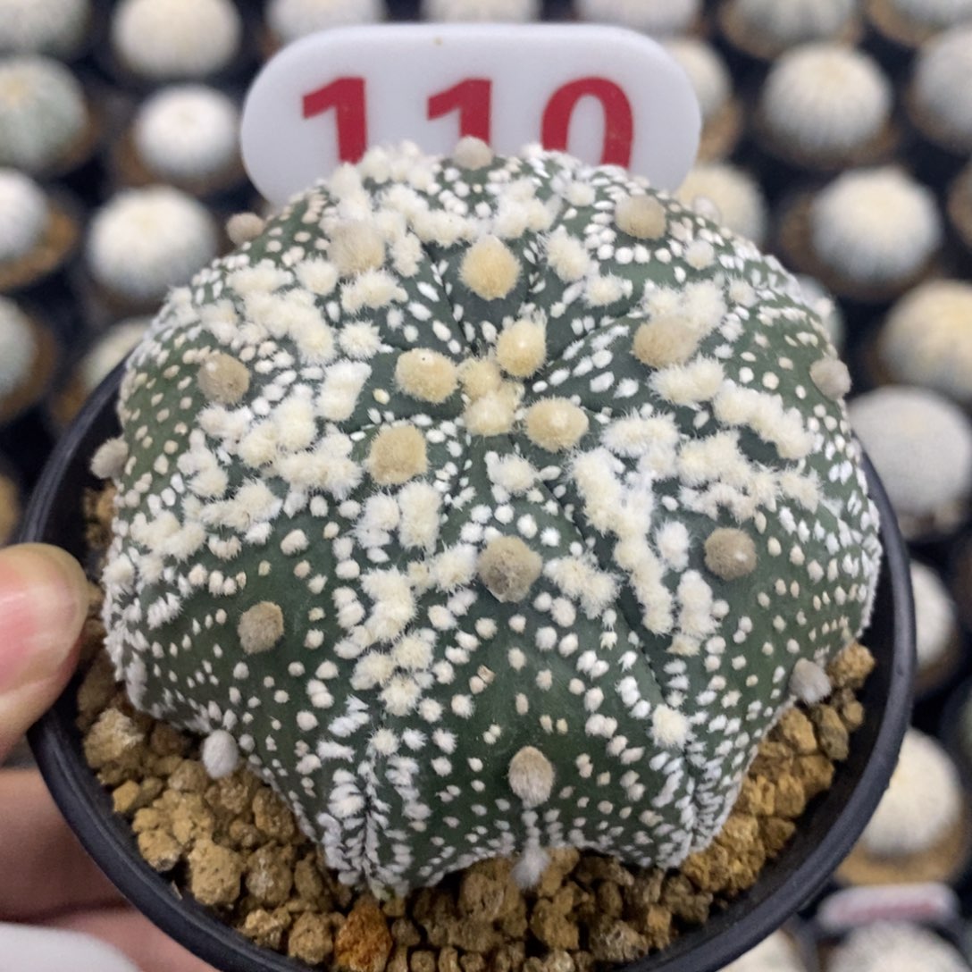 110海星大绒花园兜福利多多