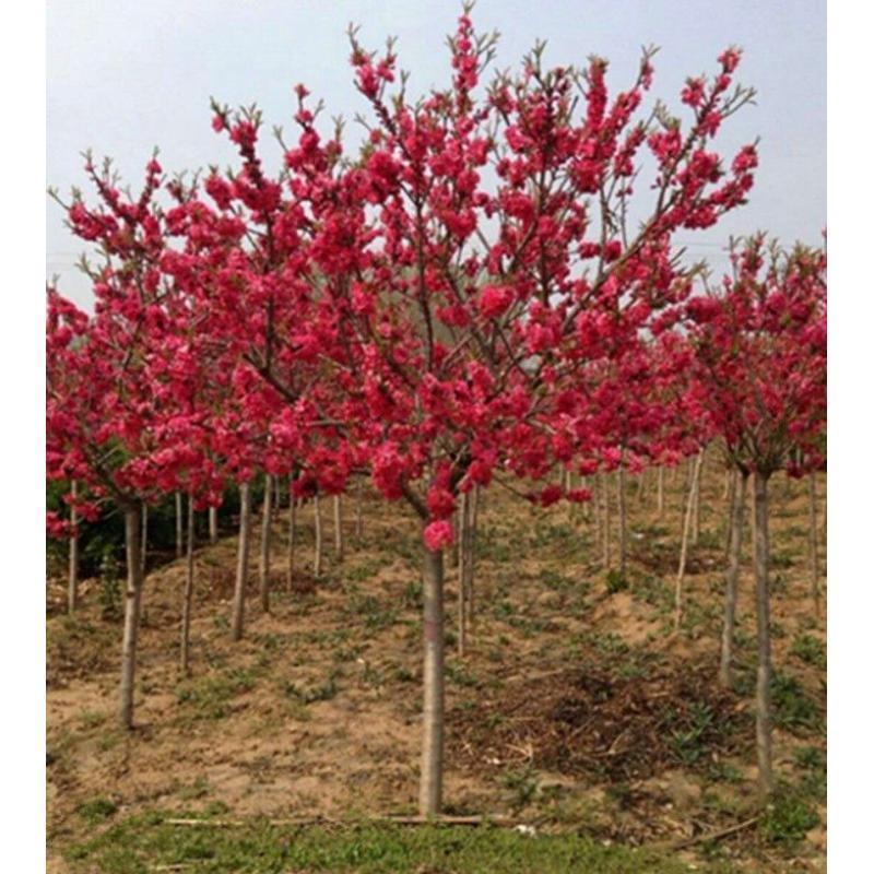 紫叶桃 紫叶桃苗紫叶桃树苗 红叶碧桃 红叶桃 绿化工程 行道树木