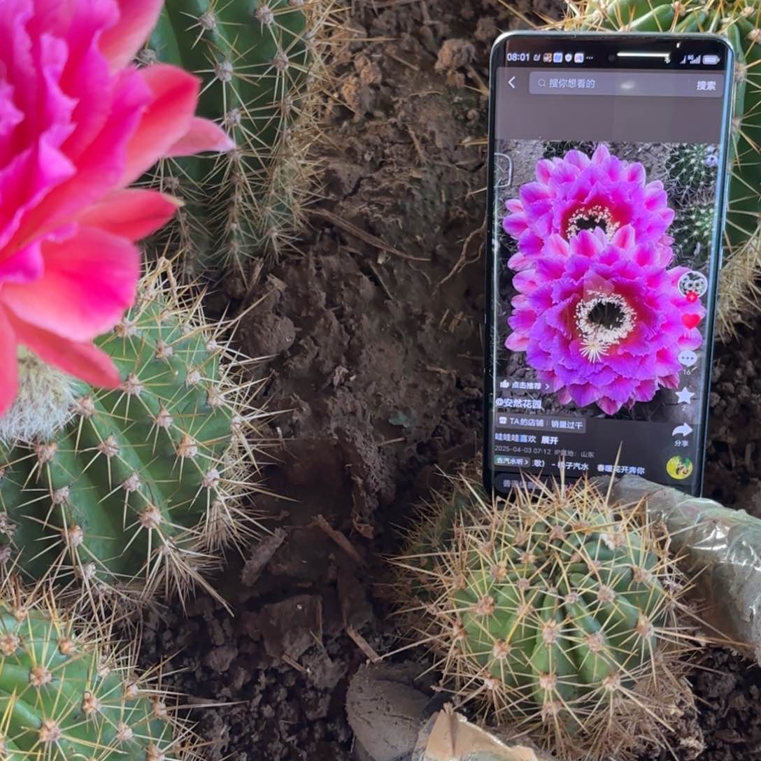 106号大紫花六公分有花苞