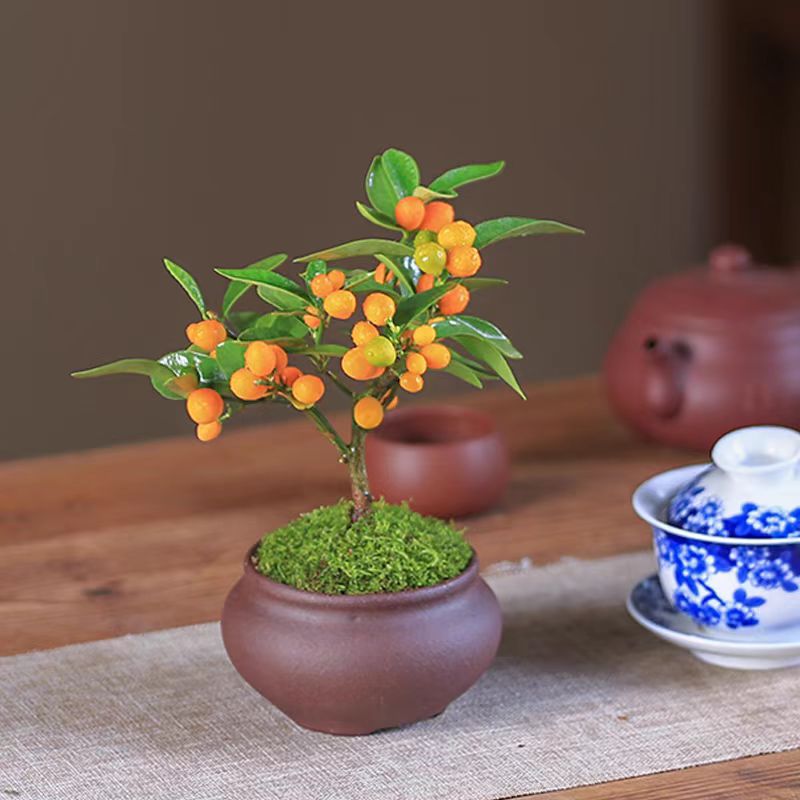 抖音直播间盆景迷你链接小金豆南北方可种植黄荆树白蜡苔藓雀梅