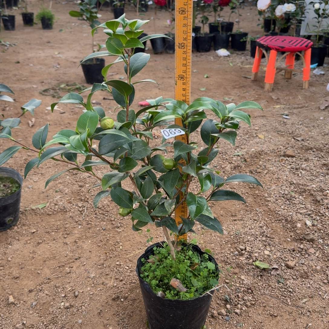 少量花朵（建议范围：2朵-5朵 或40%以下）069志愿者3个花苞