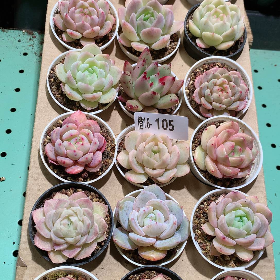 16-105一物一拍带盆18颗